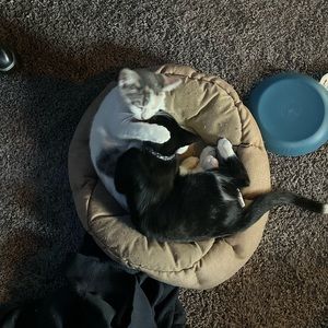 Meet your Posher, Kaillee